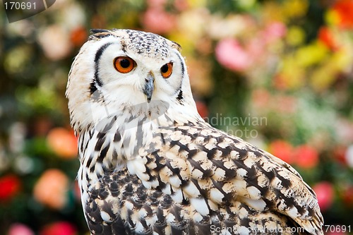 Image of Rock Eagle Owl II