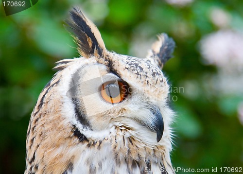 Image of Rock Eagle 0wl
