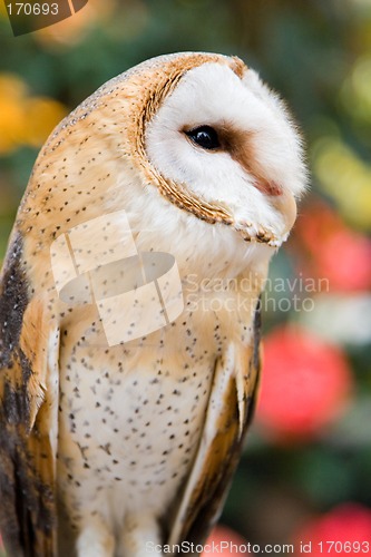 Image of Barn Owl II