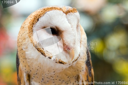 Image of Barn Owl