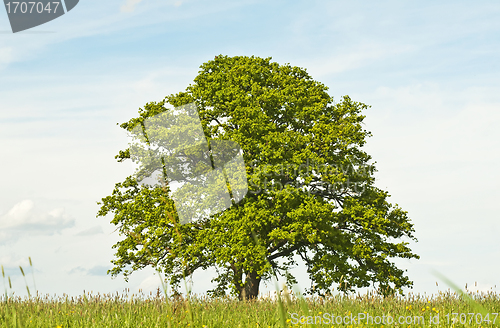 Image of oak in spring