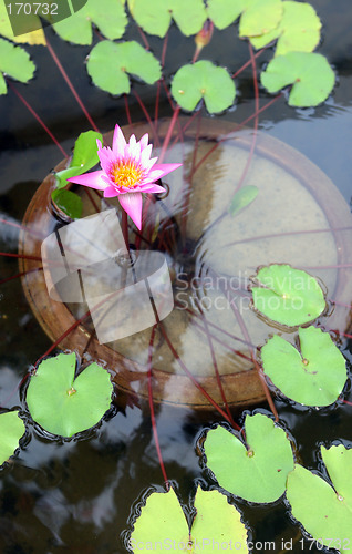 Image of Water lilly