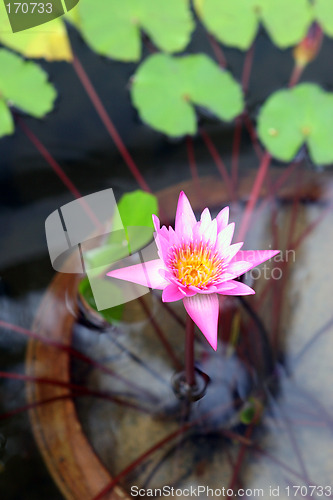 Image of Water lilly