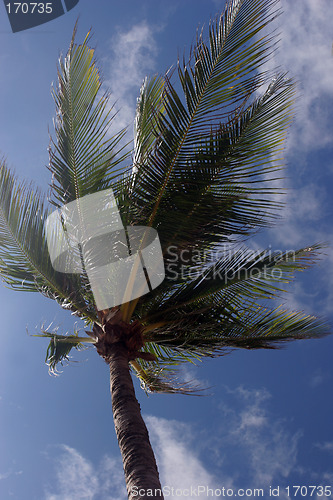 Image of Palm tree