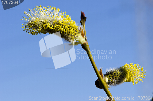 Image of Closeup macro spring kittens goat willow sky 