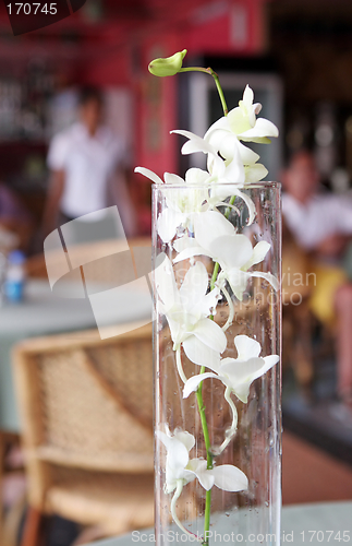 Image of White flowers