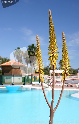 Image of Aloe Vera Pool