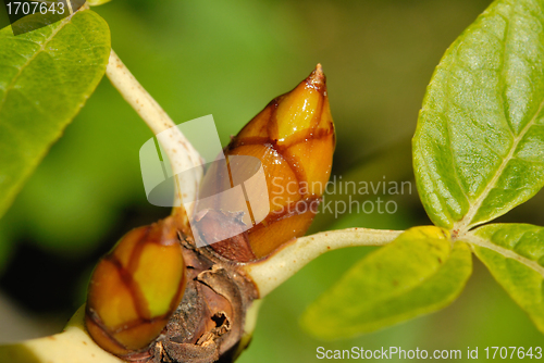Image of Leaf Buds