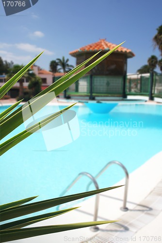 Image of Pool Foliage