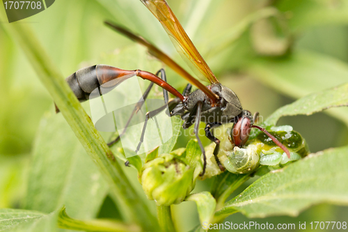 Image of A wasp having a meal