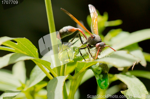 Image of A wasp having a meal