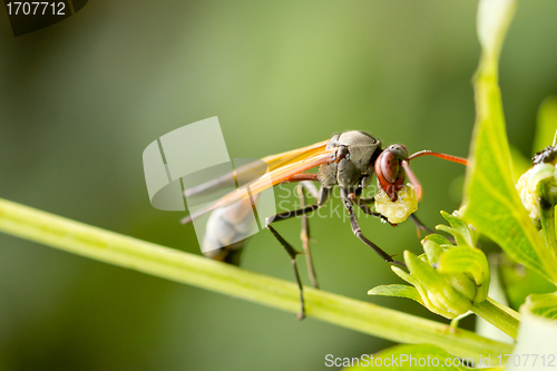 Image of A wasp having a meal