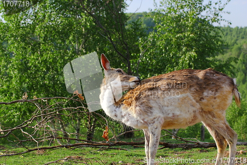 Image of fallow deer doe