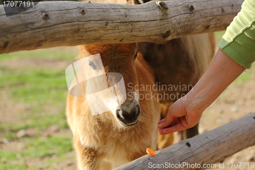 Image of goat eating carrot