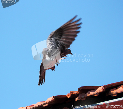 Image of landing pigeon