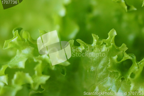 Image of lettuce