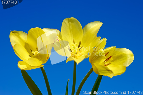 Image of Tulips against dark blue sky