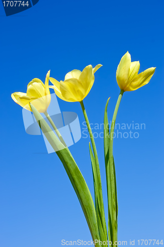 Image of Yellow tulips