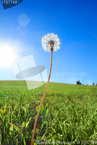 Image of Dandelion