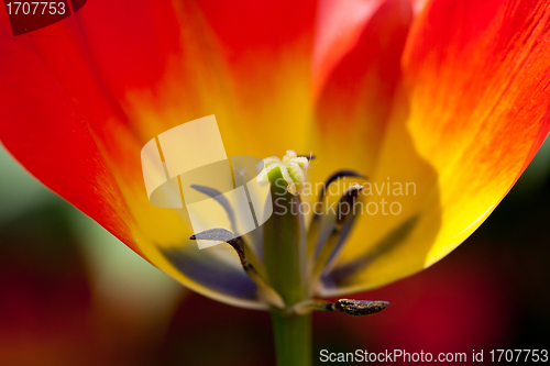 Image of red tulip close-up