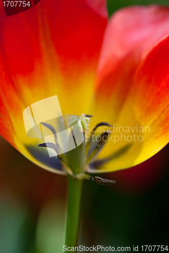 Image of tulip