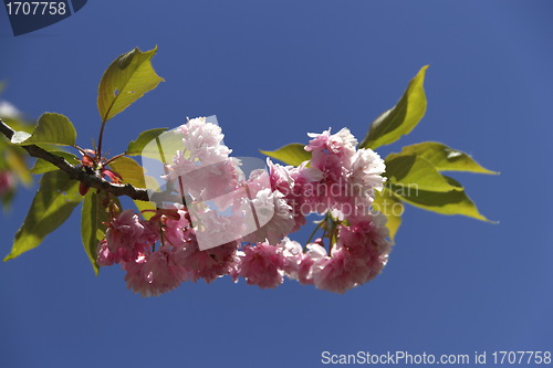 Image of cherry blossom