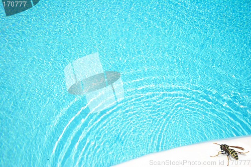Image of Wasp by Pool