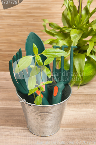 Image of Fresh herbs with gardening tools 