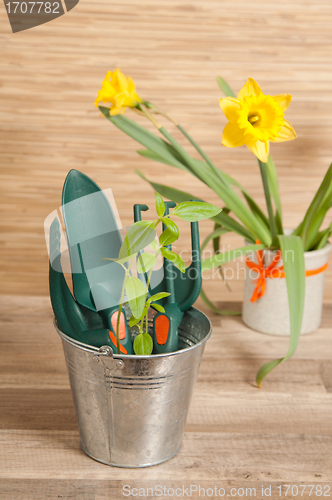 Image of Fresh herbs with gardening tools 