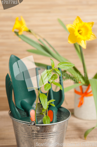 Image of Fresh herbs with gardening tools 