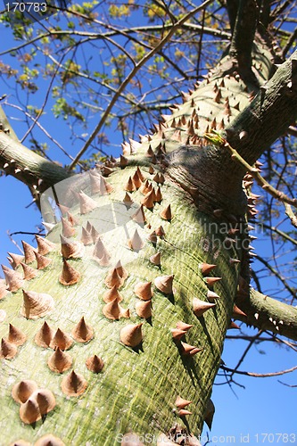 Image of Thorn Tree