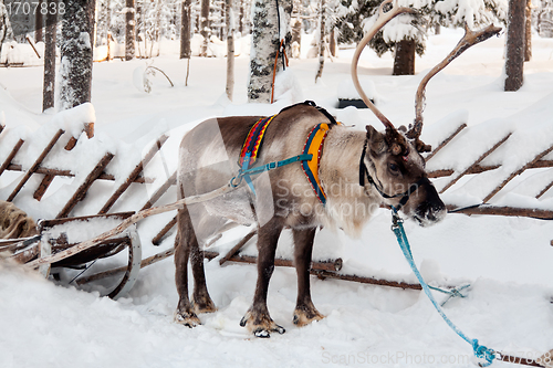 Image of reindeer and sleigh