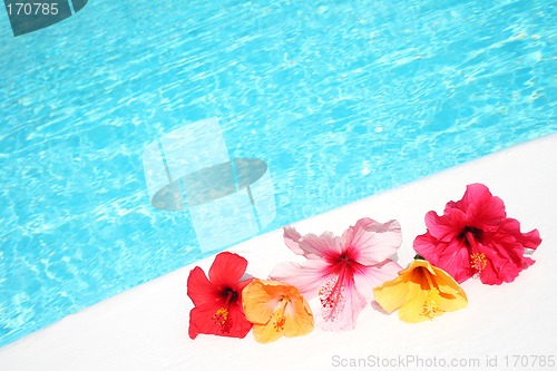 Image of Hibicus Flowers by Pool