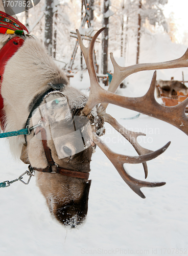 Image of Christmas Reindeer