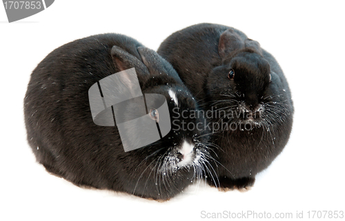 Image of two rabbits isolated on white background