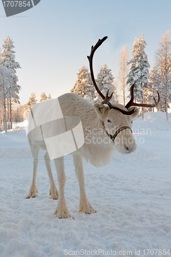 Image of Christmas reindeer