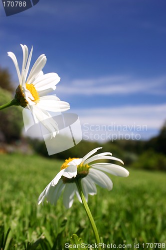 Image of Daisies in Field