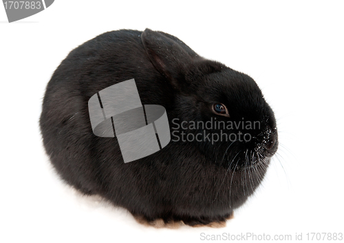 Image of black rabbit