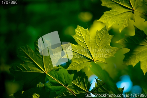 Image of Leaves