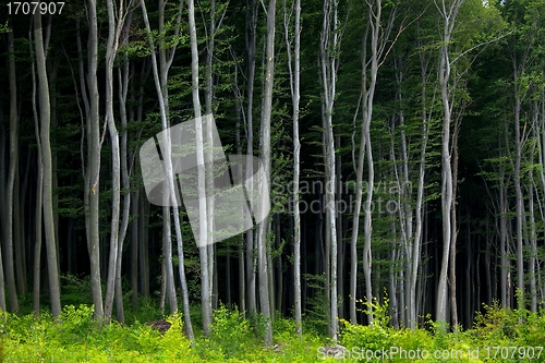 Image of Forest