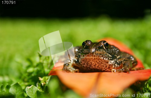 Image of Frog on Leaf