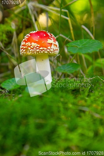 Image of Mushroom