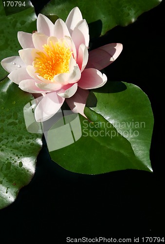 Image of Water Lily Heart