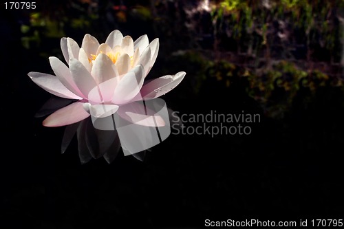 Image of Waterlily