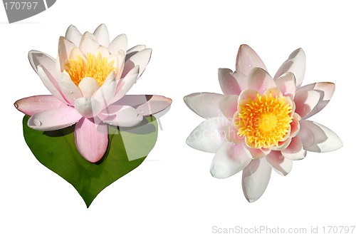 Image of Waterlily Flowers Isolated