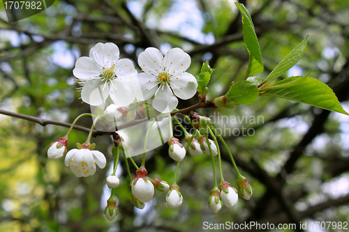 Image of branch of blossoming tree