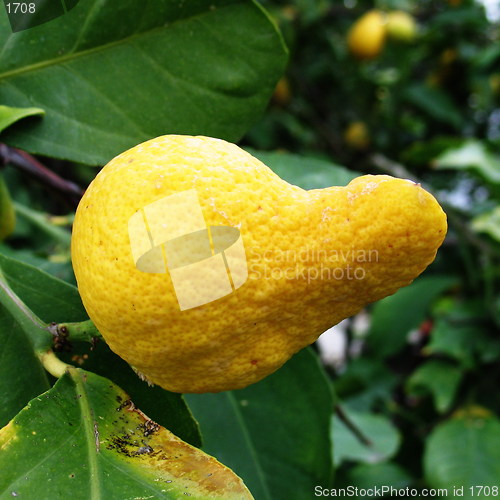 Image of Weird lemon