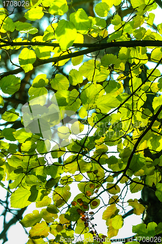 Image of Fresh green leaves