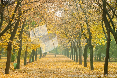 Image of Autumnal park with road