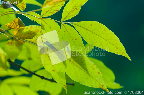 Image of Green leaves